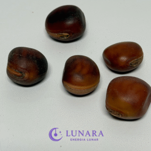 Semente Olho de Boi (Mucunã) - unidade